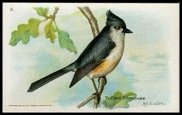 3 Tufted Titmouse